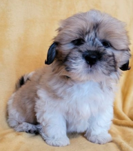 lhasa apso puppies available