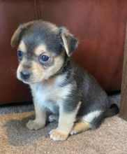 chorkie puppies ( chihuahua / yorkie mix) available !!!!
