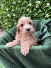 C0CKAPOO Puppies available..