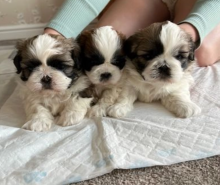 Beautiful Shih Tzu puppies for sale