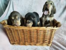 Bloodhound puppies