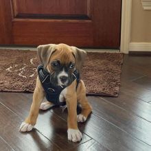 Boxer puppies available for new homes. Vaccinated and socialized.