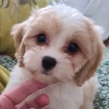 Cavachon puppies ready to go