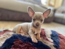 Chihuahua puppies ready