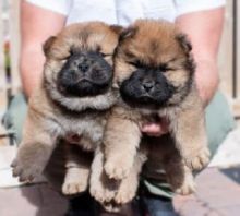 Chow Chow pups ready to go