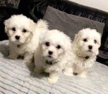 Coton De Tulear Puppies ready