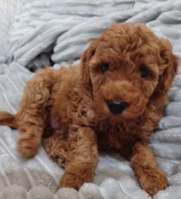 Mini Poodle pups for sale