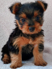 Mini Yorkie puppies for sale