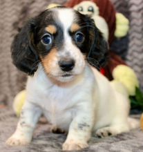 Miniature dachshund