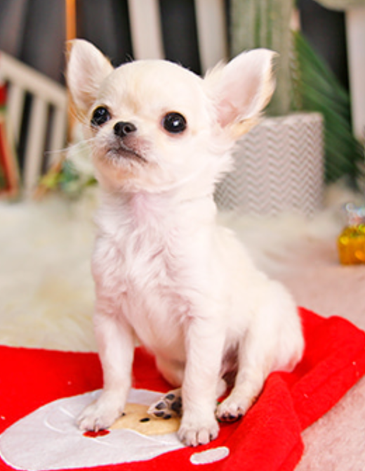 4 beautiful chihuahuas Image eClassifieds4u