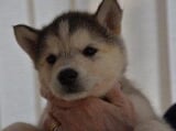 Alaskan Malamute Puppies Image eClassifieds4u