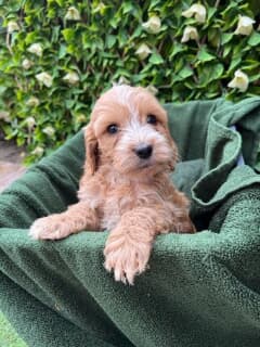 C0CKAPOO Puppies available.. Image eClassifieds4u