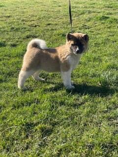Beautiful Akita Puppies Image eClassifieds4u