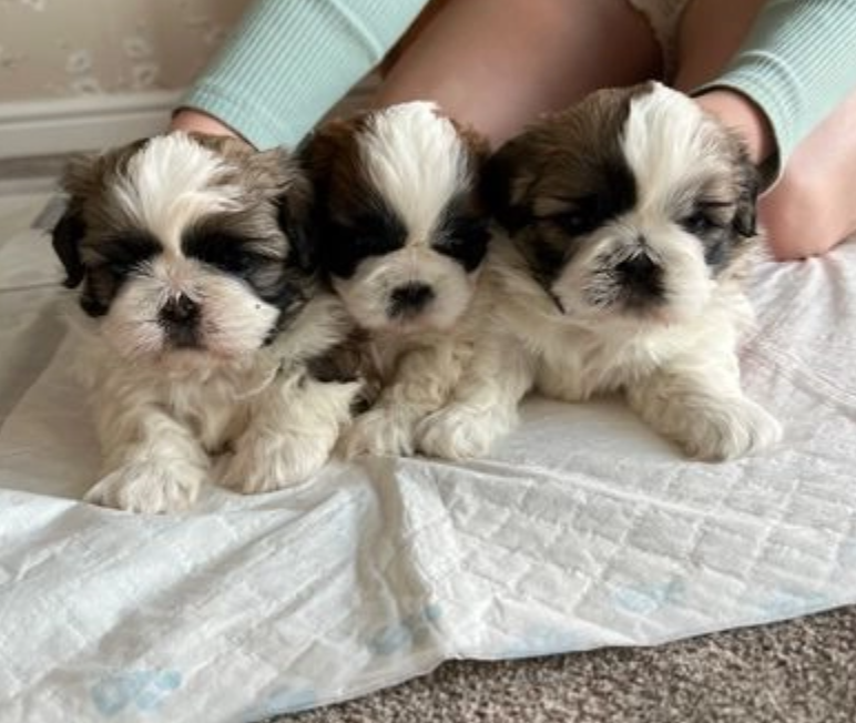 Beautiful Shih Tzu puppies for sale Image eClassifieds4u