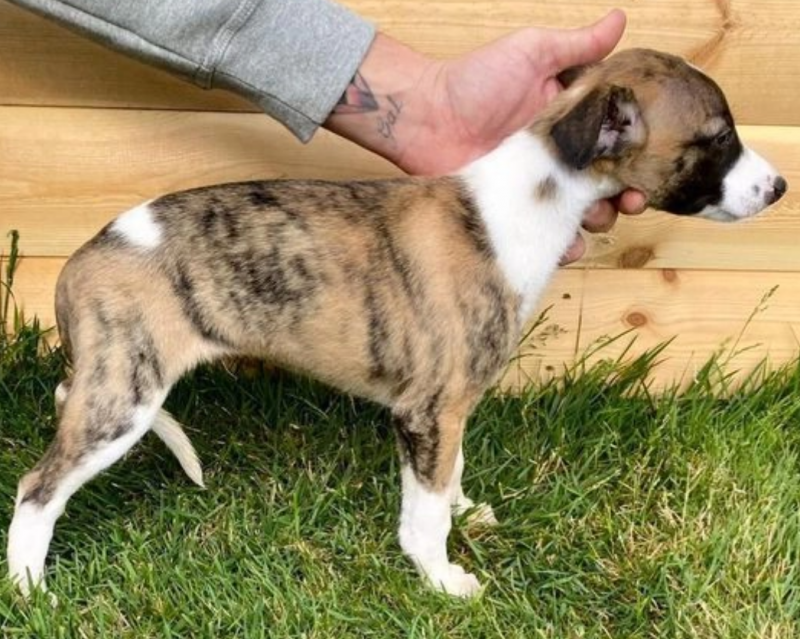 Beautiful whippet pups available Image eClassifieds4u