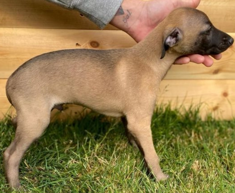 Beautiful whippet pups available Image eClassifieds4u