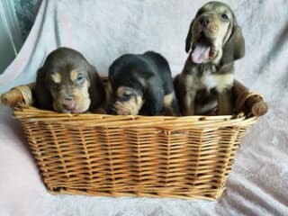 Bloodhound puppies Image eClassifieds4u