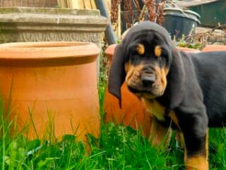 Bloodhound puppies Image eClassifieds4u