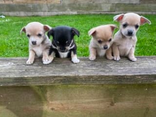 Chihuahua puppies ready Image eClassifieds4u