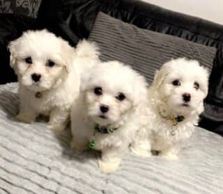 Coton De Tulear Puppies ready Image eClassifieds4u