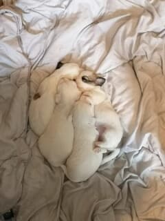 Coton De Tulear Puppies ready Image eClassifieds4u