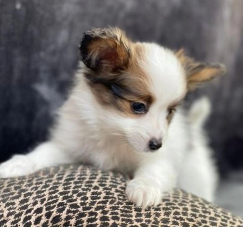 Cute Papillon puppies for sale Image eClassifieds4u