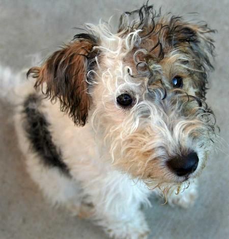 Fox Terrier puppies Image eClassifieds4u