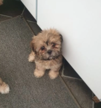 lhasa apso puppies available Image eClassifieds4u 2