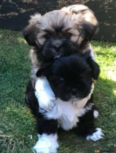 lhasa apso puppies available Image eClassifieds4u 3