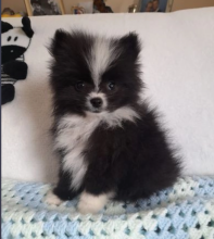 Pomeranian puppies for sale Image eClassifieds4u 2