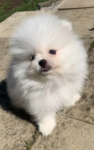 Pomeranian puppies for sale Image eClassifieds4u 1