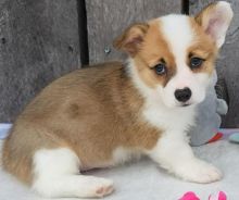 Welsh Corgi Pembroke puppies Image eClassifieds4u 3