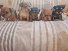 chorkie puppies ( chihuahua / yorkie mix) available !!!! Image eClassifieds4u 2