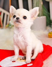 4 beautiful chihuahuas Image eClassifieds4u 2