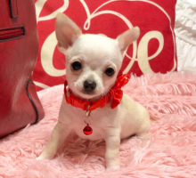 4 beautiful chihuahuas Image eClassifieds4u 4