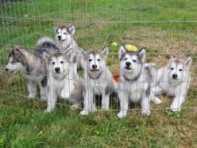 Alaskan Malamute Puppies Image eClassifieds4u 2