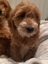 C0CKAPOO Puppies available.. Image eClassifieds4u 2
