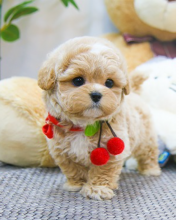 Awesome Matipoo puppies available Image eClassifieds4u 2