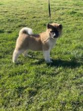 Beautiful Akita Puppies Image eClassifieds4u 2