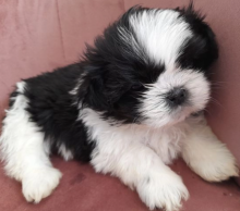 Beautiful Shih Tzu puppies for sale Image eClassifieds4u 2
