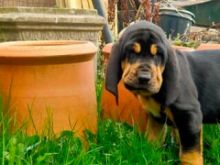 Bloodhound puppies Image eClassifieds4u 2
