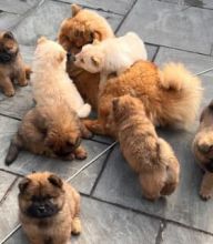Chow Chow pups ready to go Image eClassifieds4u 2