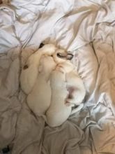 Coton De Tulear Puppies ready Image eClassifieds4u 2