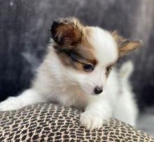 Cute Papillon puppies for sale Image eClassifieds4u 2