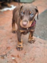 Dobermann puppies available Image eClassifieds4u 1