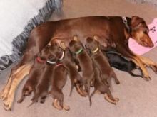Dobermann puppies available Image eClassifieds4u 2