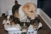 Fox Terrier puppies Image eClassifieds4u 1