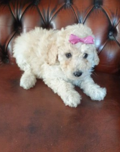 Mini Poodle pups for sale Image eClassifieds4u 2