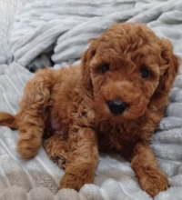 Mini Poodle pups for sale Image eClassifieds4u 1