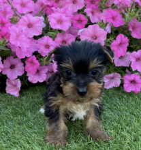 Mini Yorkie puppies for sale Image eClassifieds4u 3